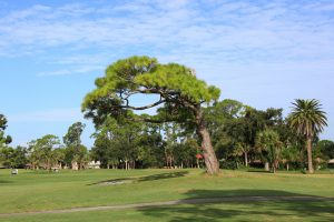 Play golf in Volusia County at the New Smyrna Golf Club.
